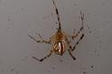 Theridion_pyramidale_D7813_Z_89_North Stradbroke island_Australie